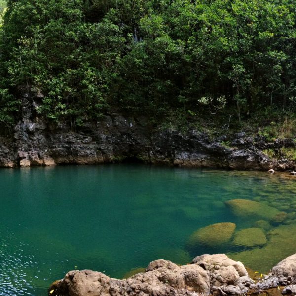 a body of water surrounded by trees