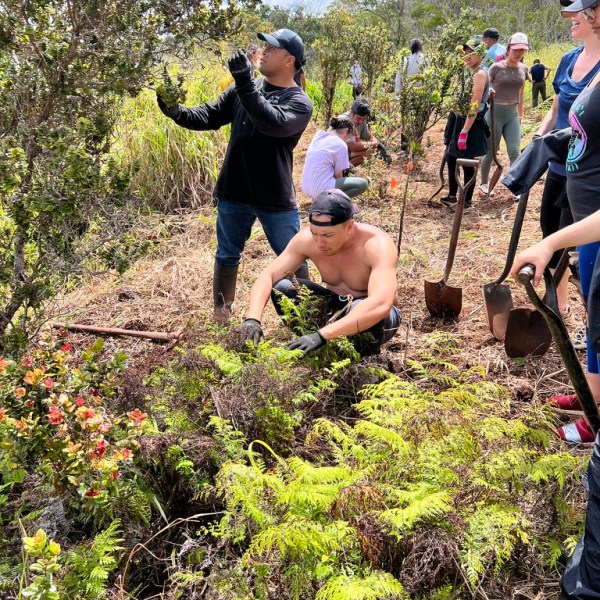 Group planting trees in a grassy area with shovels and plants.
