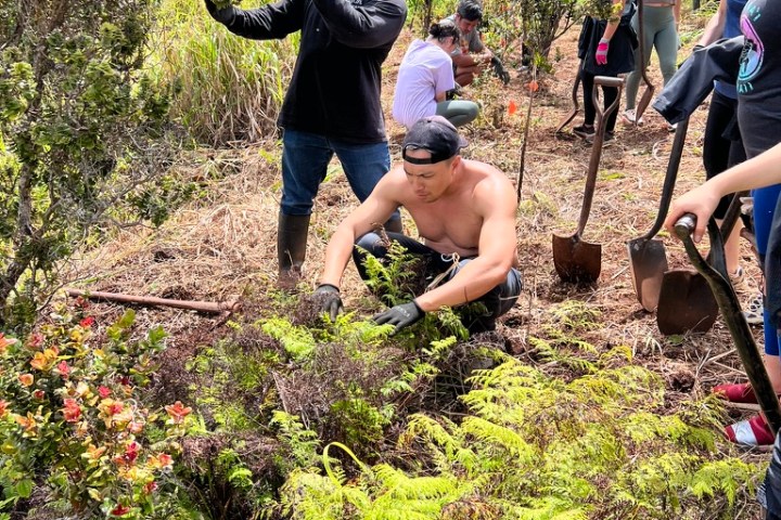 Group planting trees in a grassy area with shovels and plants.