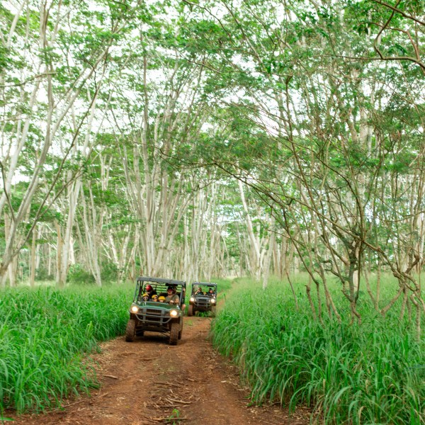 Two off-road vehicles on a dirt path in a lush, green forest.