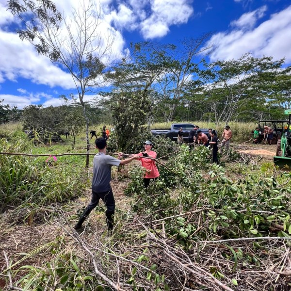 People clear branches in a grassy area under a blue sky with scattered clouds.
