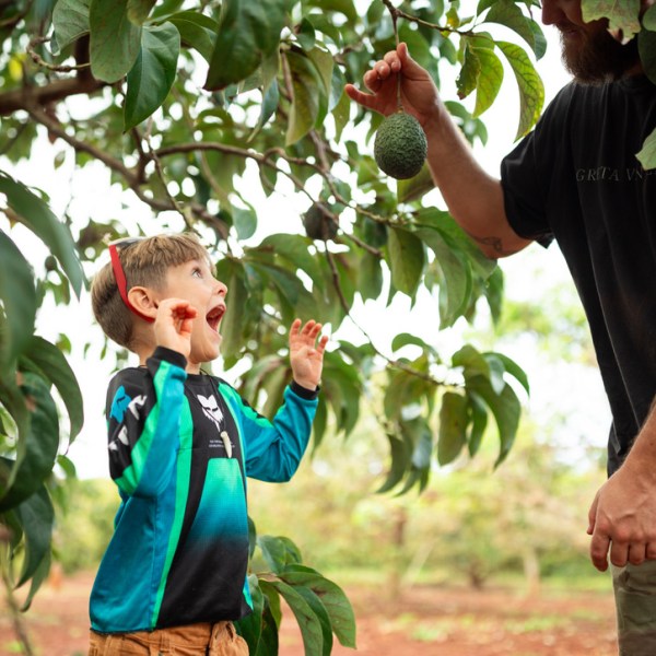 Child excitedly reaching for avocado on tree, guided by adult.