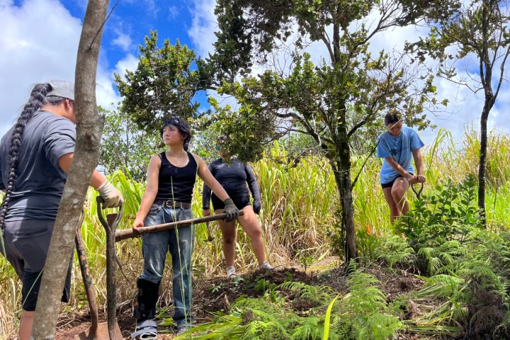 Four people working with tools in a grassy outdoor area under trees.