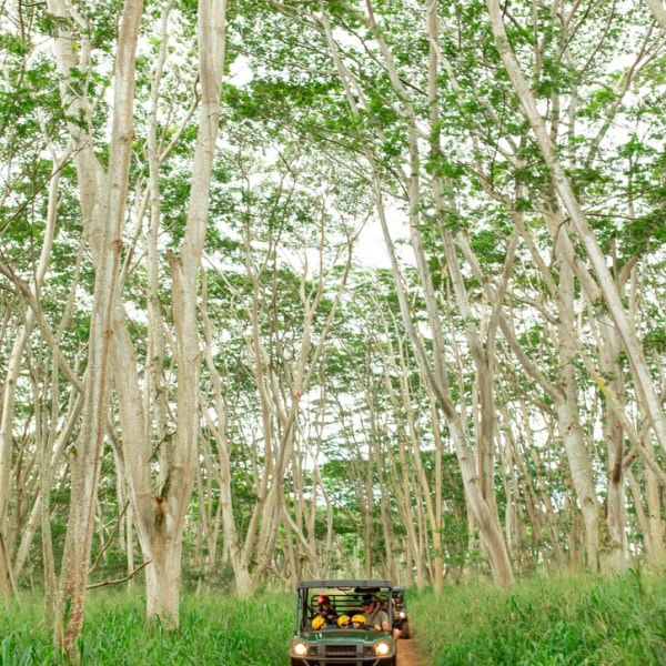 Jeep safari driving through dense forest with tall trees.