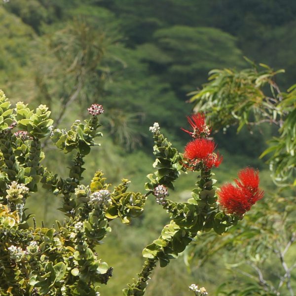 a close up of a flower garden