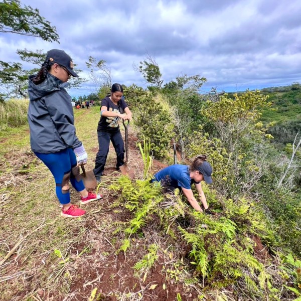 Three people planting trees on a hillside under a cloudy sky.